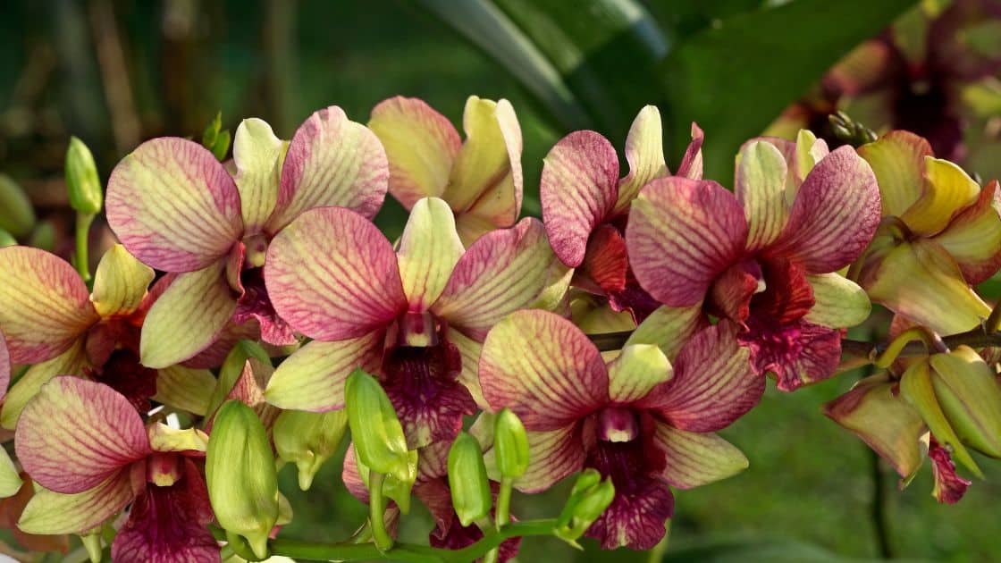 Anggrek Dendrobium