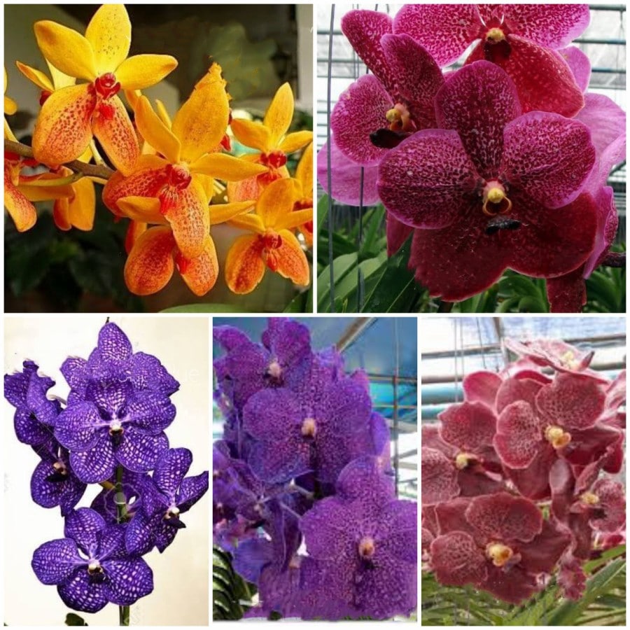 Anggrek Vanda