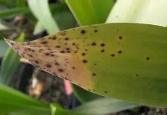Bercak Daun (Leaf Spot)
