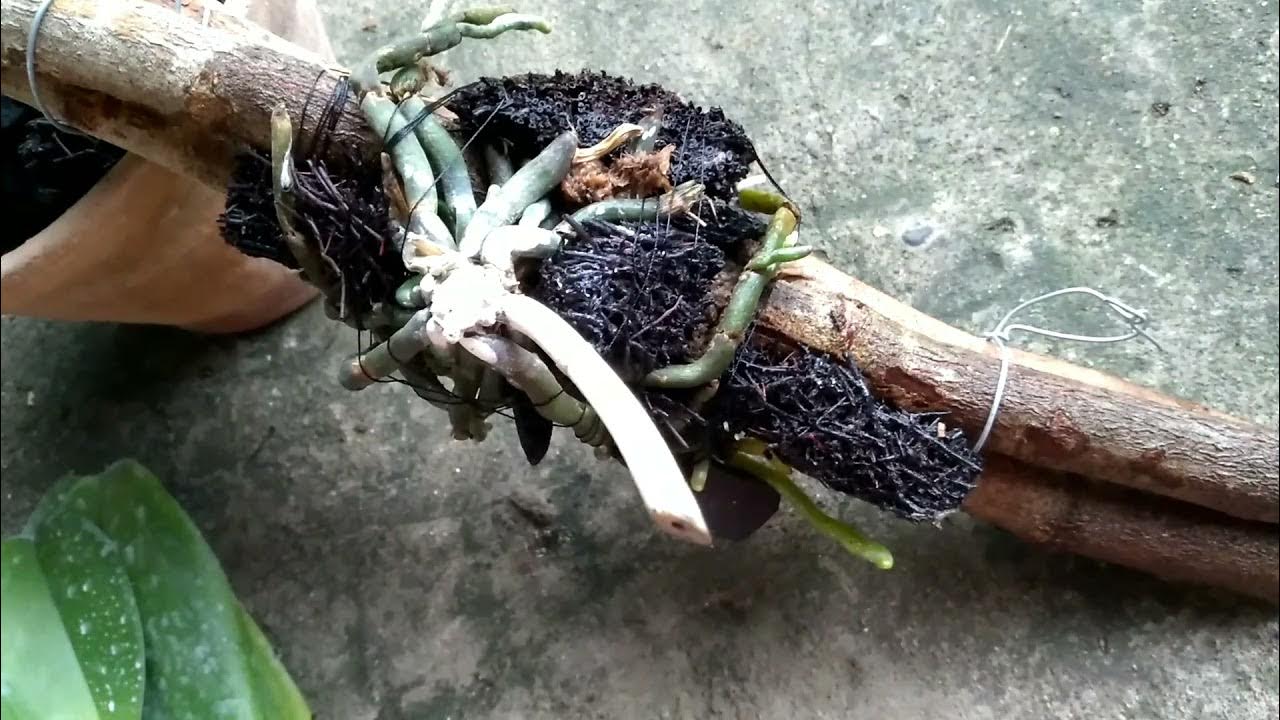 Busuk Pangkal Batang (Stem Rot)