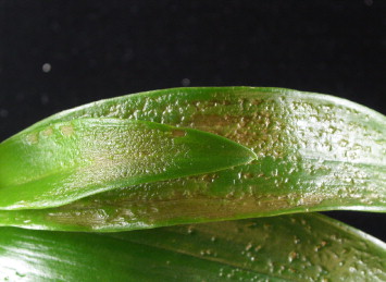 Odontoglossum Ringspot Virus (ORSV)